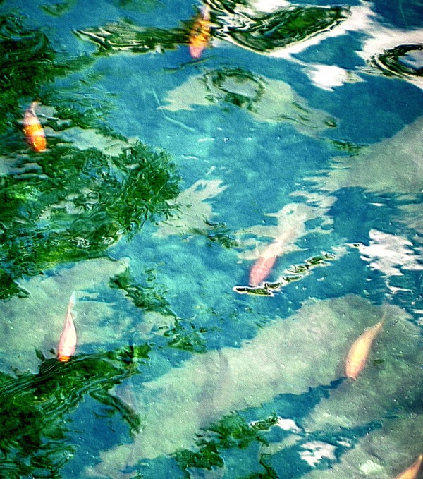 Carpes Carps by Createm